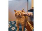 Adopt TIger a Orange or Red Tabby Domestic Shorthair (short coat) cat in