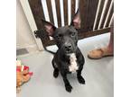 Adopt Fresca a Black Pit Bull Terrier / Mixed dog in Stillwater, OK (39083395)