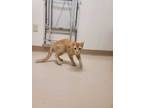 Adopt 54117872 a Orange or Red Domestic Shorthair / Domestic Shorthair / Mixed
