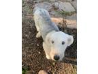 Adopt Little Bunny a White Poodle (Standard) / Mixed dog in DeKalb