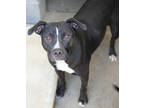 Adopt Rosie a Black American Pit Bull Terrier / Mixed dog in Bowling Green