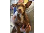 Adopt Rambo a Brown/Chocolate American Pit Bull Terrier / Mixed dog in Bowling