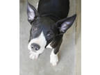 Adopt Rose a Black American Pit Bull Terrier / Mixed dog in Bowling Green