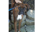 Adopt Lulu a Brown/Chocolate Boxer / Mixed dog in Bowling Green, KY (39176569)