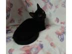 Adopt Javert a All Black Domestic Mediumhair / Domestic Shorthair / Mixed cat in