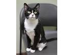Adopt Imogene a All Black Domestic Shorthair / Domestic Shorthair / Mixed cat in
