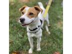 Adopt Darrin a White - with Tan, Yellow or Fawn Feist / Mixed dog in Arlington