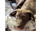 Adopt Patriot Pups: Abigail a Brown/Chocolate Labrador Retriever / Mixed dog in