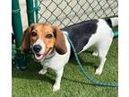 Adopt Domino a White Beagle / Mixed dog in Hamilton, OH (39105361)