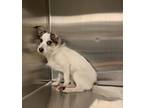 Adopt Rascal a White Jack Russell Terrier / Mixed dog in Irving, TX (39089272)