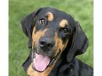 Adopt Opie a Black Black and Tan Coonhound / Bloodhound / Mixed dog in Aurora