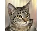 Adopt Watermelon a Brown Tabby Domestic Shorthair / Mixed (short coat) cat in