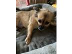 Adopt Lucky a Tan/Yellow/Fawn - with Black Pekingese / Mixed dog in Sacramento