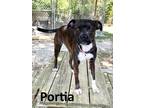 Adopt Portia a Brindle - with White Boston Terrier / Pug / Mixed dog in Mountain