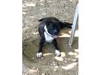 Adopt Paris a Brindle - with White Boston Terrier / Pug / Mixed dog in Mountain