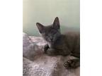 Adopt Caden a Gray or Blue Russian Blue / Mixed (short coat) cat in Cleveland