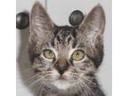 Adopt Button M a Brown Tabby Domestic Shorthair (short coat) cat in North