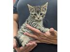 Adopt Mavis a Gray, Blue or Silver Tabby Domestic Shorthair (short coat) cat in