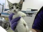 Adopt MISORIKOU a Brown Tabby Domestic Shorthair / Mixed (short coat) cat in