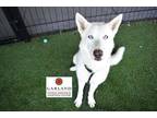 Adopt BELLA a White Husky / Mixed dog in Garland, TX (34651006)
