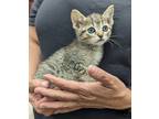 Adopt Brooke a Gray, Blue or Silver Tabby Domestic Shorthair (short coat) cat in
