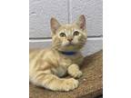 Adopt Archie a Tan or Fawn Domestic Shorthair / Domestic Shorthair / Mixed cat