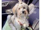 Adopt Mully a White - with Tan, Yellow or Fawn Havanese / Mixed dog in