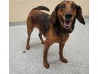 Adopt Millie a Brown/Chocolate Dachshund / Mixed dog in Reidsville