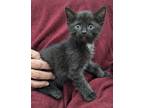 Adopt Bay a Black (Mostly) Domestic Shorthair (short coat) cat in Parsons