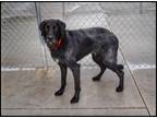 Adopt Charlie a Black Labrador Retriever / Poodle (Standard) / Mixed dog in