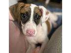 Adopt Possum a White - with Tan, Yellow or Fawn Beagle / Pointer / Mixed dog in