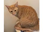 Adopt Goldilocks a Orange or Red Tabby Domestic Shorthair (short coat) cat in