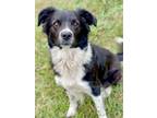 Adopt Gaia a Black Border Collie / Mixed dog in Anderson, IN (39173263)