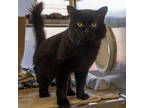 Adopt Asmo a All Black Domestic Mediumhair / Domestic Shorthair / Mixed cat in