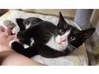 Adopt Kitten Chett a Black & White or Tuxedo Domestic Shorthair / Mixed (short
