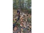 Adopt Hooyo a Black - with White German Shepherd Dog / Mixed dog in Essex