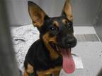 Adopt REGINA a Black Australian Kelpie / Mixed dog in Tustin, CA (39176323)