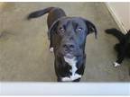 Adopt ROXAS a Black Labrador Retriever / Boxer / Mixed dog in Tustin