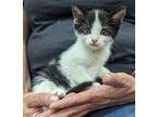 Adopt Aurora a Black & White or Tuxedo Domestic Shorthair (short coat) cat in