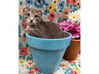 Adopt Macaron a Gray or Blue Domestic Shorthair / Domestic Shorthair / Mixed cat