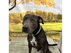 Adopt Benson a Black Labrador Retriever / Mixed dog in Tangent, OR (39176415)
