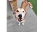 Adopt P J a German Shepherd Dog / Collie / Mixed dog in Topeka, KS (39141070)