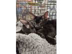 Adopt King Louie a All Black Domestic Mediumhair / Mixed (medium coat) cat in
