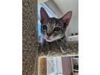 Adopt Gibson a Gray, Blue or Silver Tabby Domestic Shorthair / Mixed (short