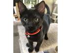 Adopt Hammie(Sammy) a All Black Domestic Mediumhair / Mixed (medium coat) cat in