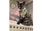 Adopt Blush a Black & White or Tuxedo Siamese / Mixed (medium coat) cat in