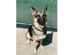 Adopt Cocomelon a Black German Shepherd Dog / Mixed dog in Longview