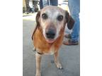 Adopt Pretzel a Brown/Chocolate Labrador Retriever / Mixed dog in Williamsburg