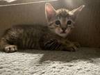 Adopt Wolf a Brown Tabby Domestic Shorthair (short coat) cat in Mooresville