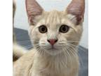 Adopt Rain a Tan or Fawn Tabby Domestic Shorthair / Mixed (short coat) cat in
